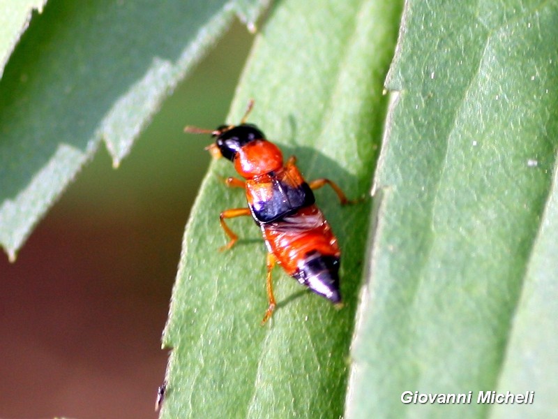 Staphylinidae: Oxyporus (Oxyporus) rufus rufus